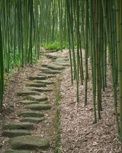 13826815 - bamboo forest trail